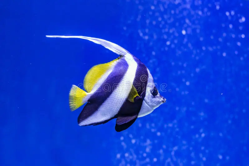 Sea angel
