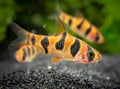 Snakeskin Barb