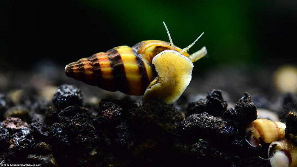 Assassin Snail