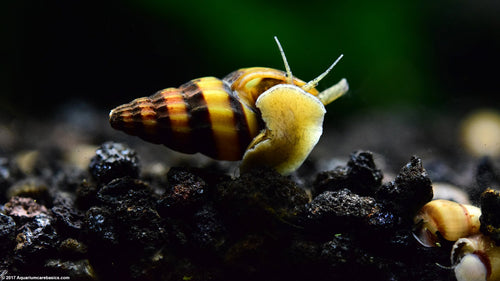 Assassin Snail