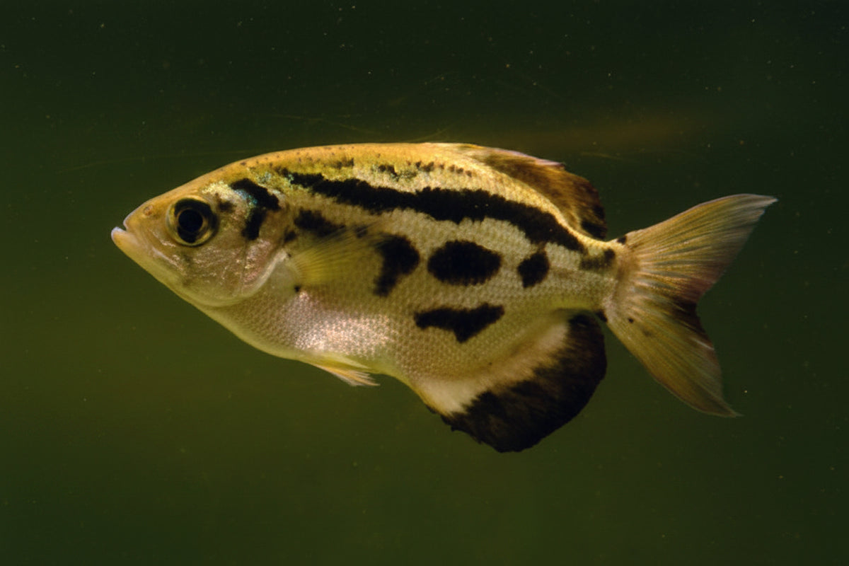 Golden Archer Fish