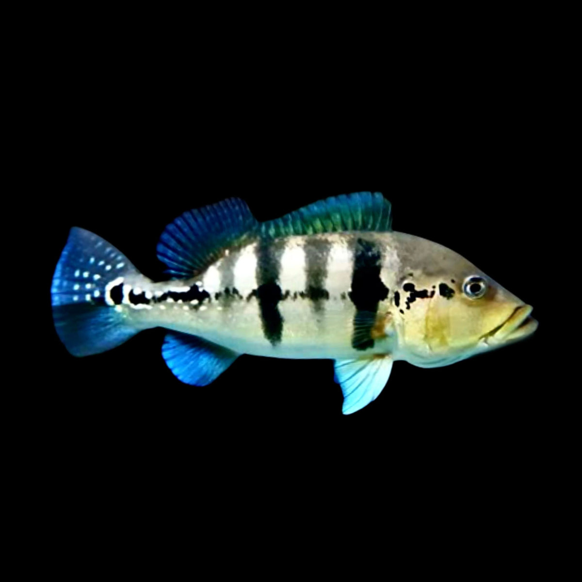 Peacock bass Azul