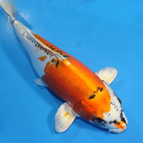 Scaleless Koi