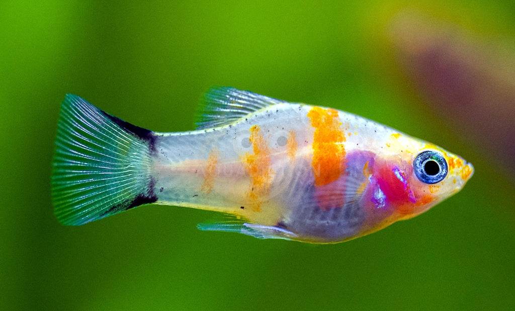 Bleeding Heart Platy