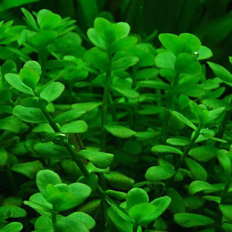Australian Bacopa