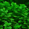Australian Bacopa