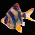 Ballon tiger barb