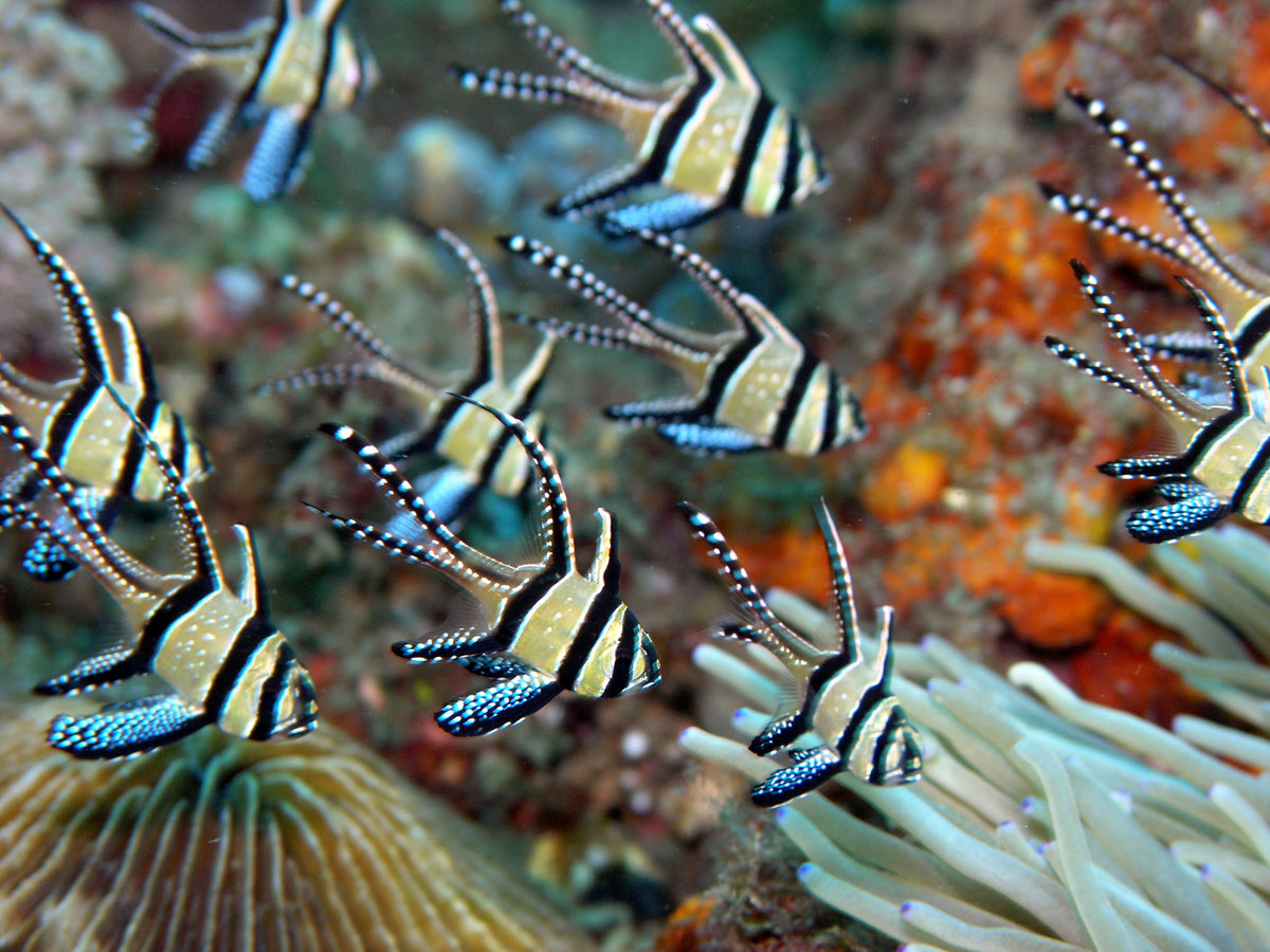 cardinal fish