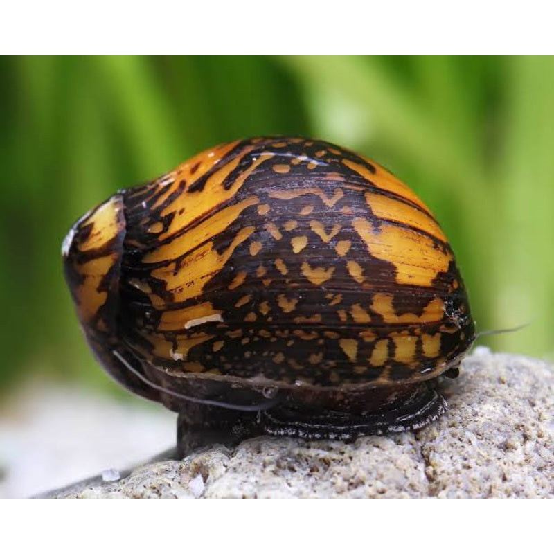 Batik snail