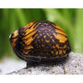 Batik snail