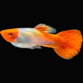 Platinum Koi Guppy