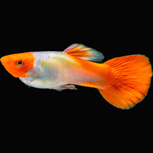 Platinum Koi Guppy