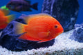 Red Spotted Severum