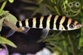 Banded Leporinus