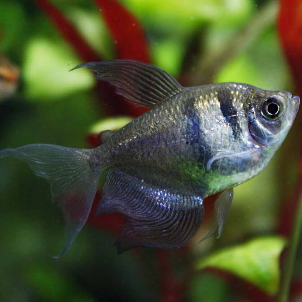 Black Widow Tetra