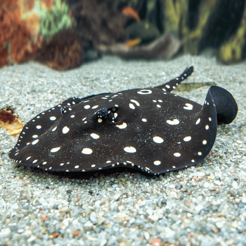 Premium black diamond stringray