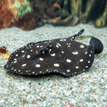Premium black diamond stringray