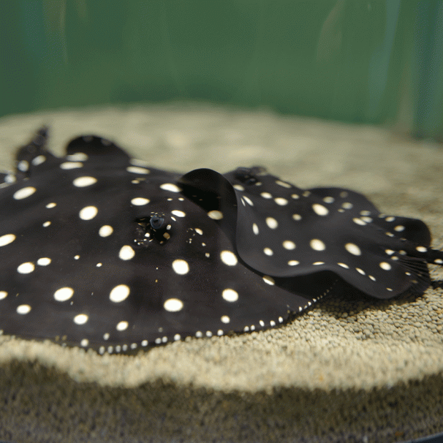 Premium black diamond stringray