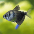 Black Widow Tetra