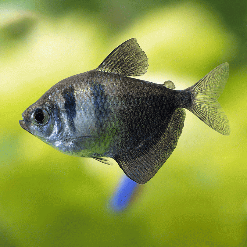 Black Widow Tetra