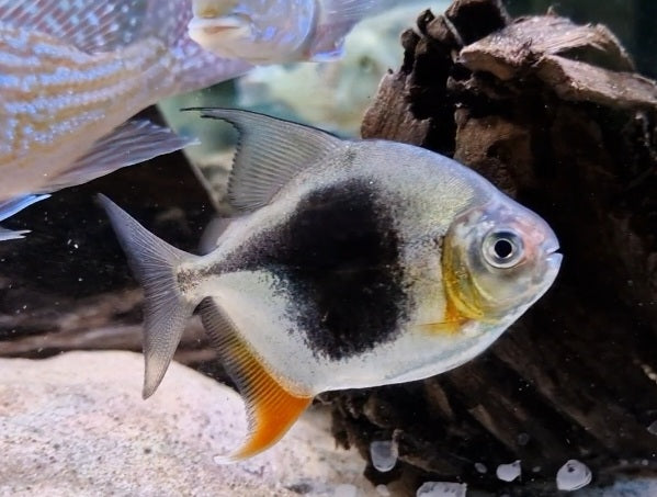 Blackberry Silver Dollar cichlid