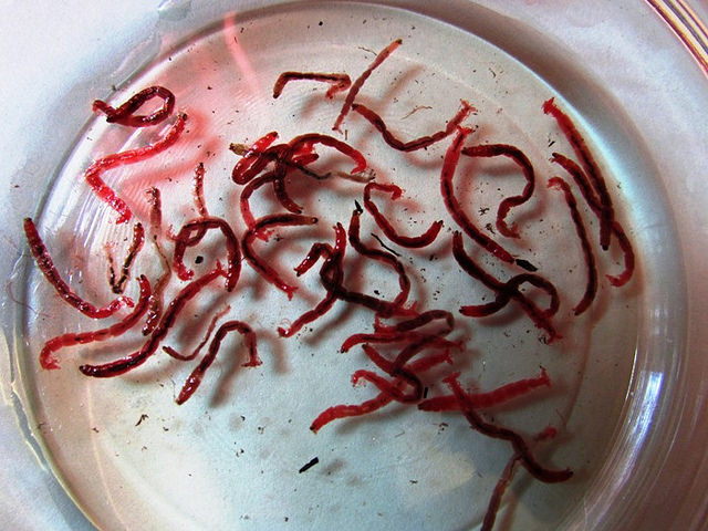 Live bloodworm