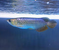 Blue Base Arowana