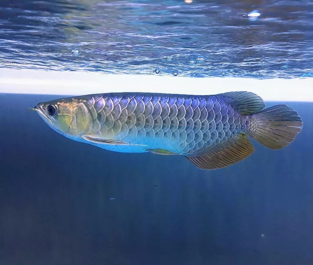 Blue Base Arowana