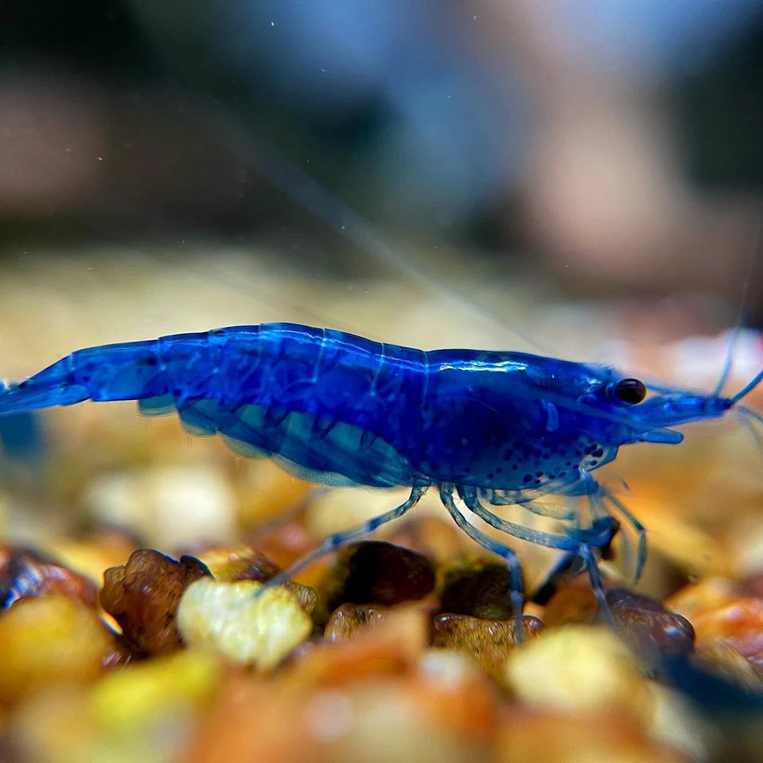 Blue Shrimp