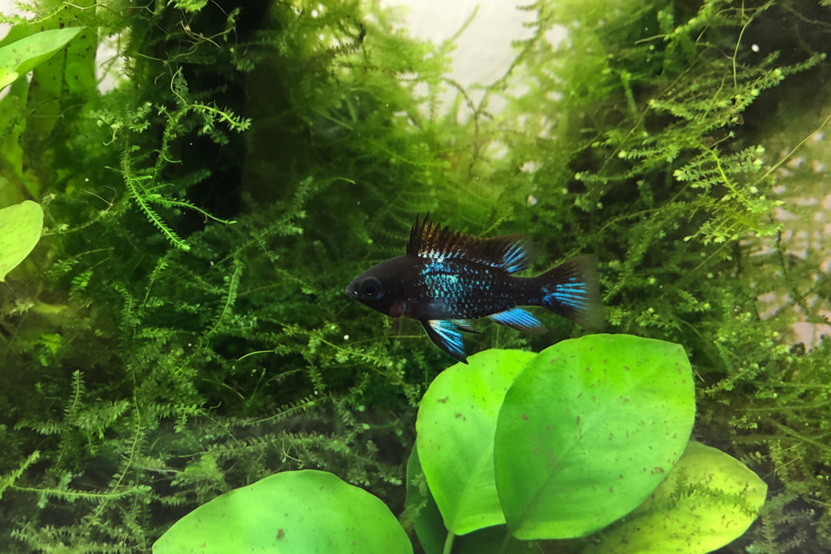 Blue Knight Ram Fish pair (1 male 1 female)