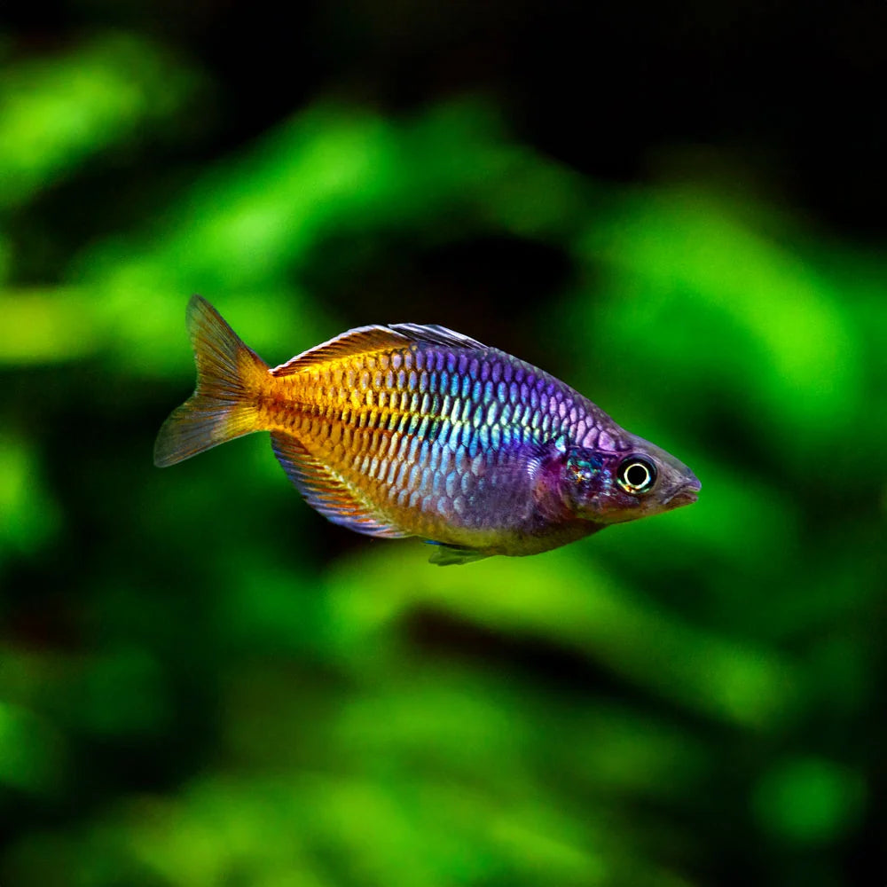 Boesmani Rainbow