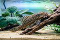 Bristlenose Pleco Semi Adult Pair