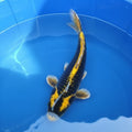 Kabuto koi