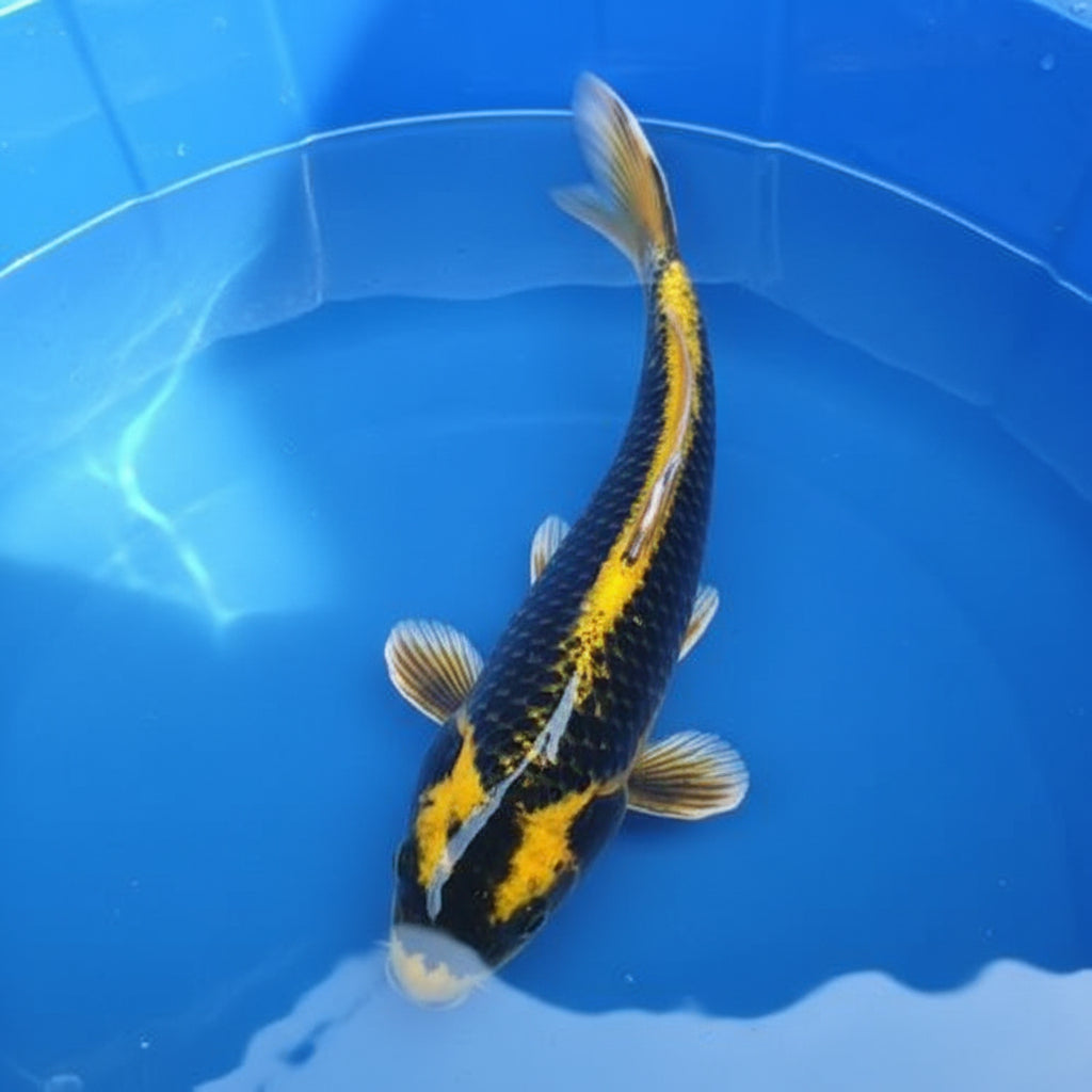 Kabuto koi