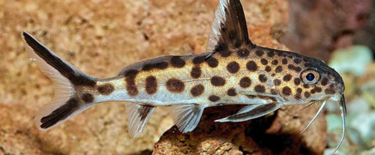 Petricola Leopard Catfish