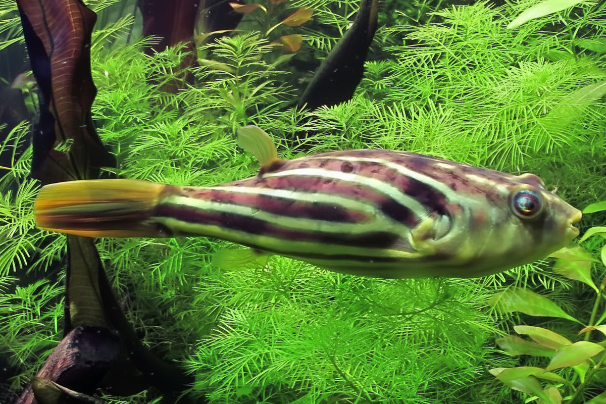 Fahaka Puffer