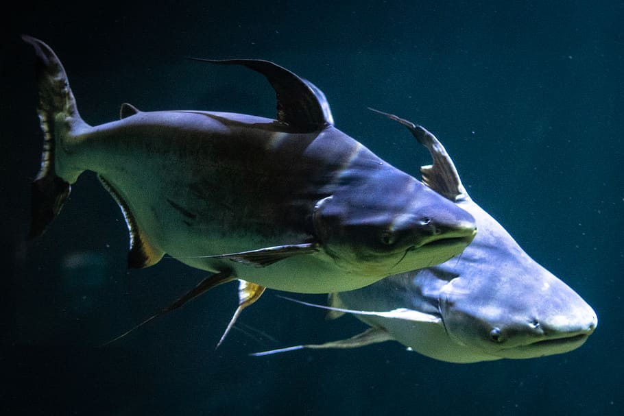 Mastering Paroon shark