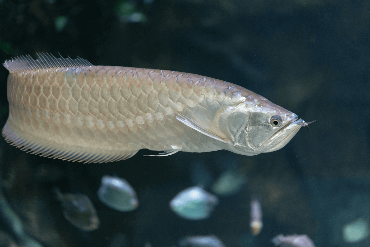 Silver Arowana