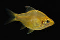 Golden ballon tiger barb