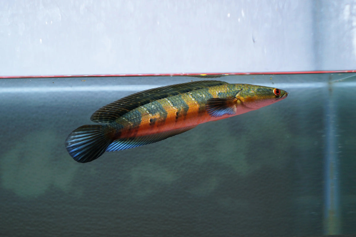 Red Maru Channa