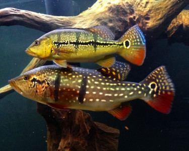 Cichla temensis