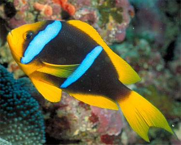 Blue Stripe Clownfish