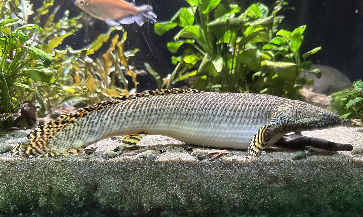 Ornate bicher or Lepord senegal
