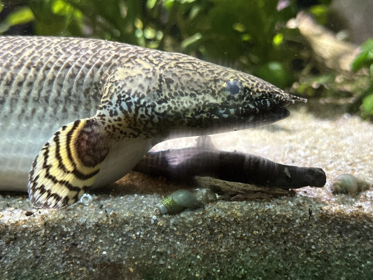 Ornate bicher or Lepord senegal