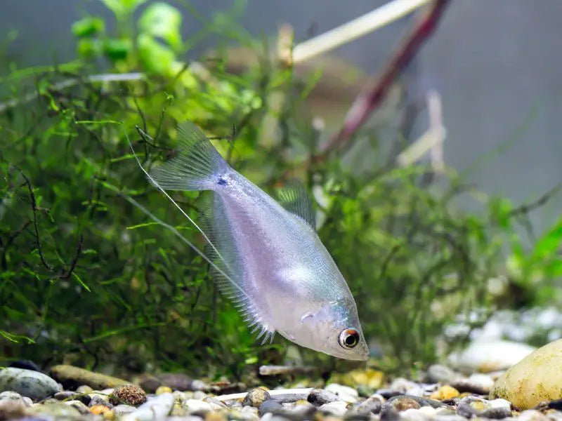 Moon Light Gourami
