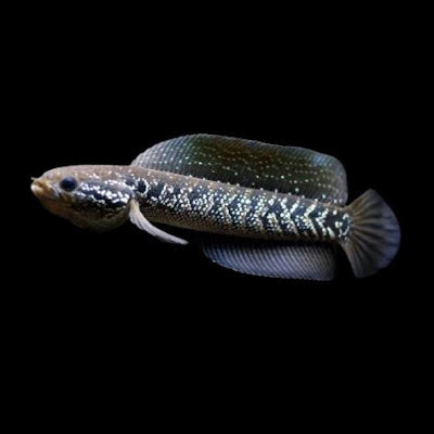 White spotted asiatica channa