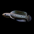 White spotted asiatica channa