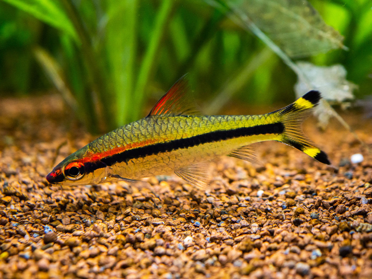 Denison Barb