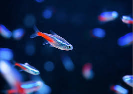 Neon tetra (pack of 9 fishes)
