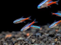 Neon tetra (pack of 9 fishes)